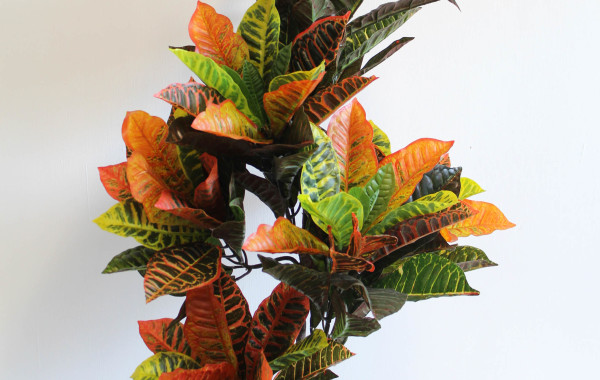 Pianta Croton