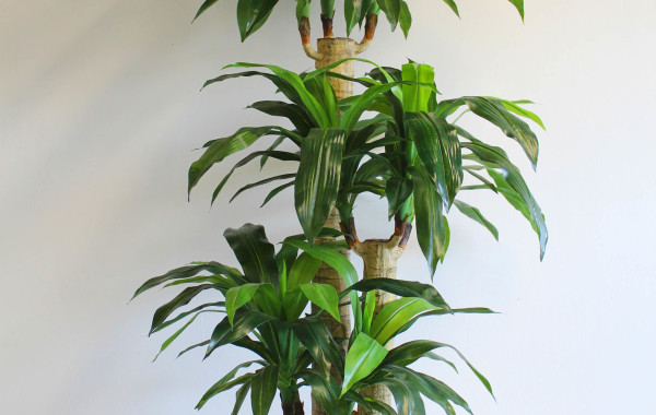 Pianta Dracaena