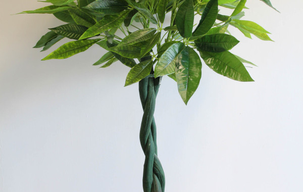 Pianta Fortune tree