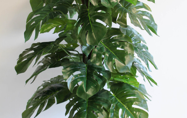 Pianta Monstera