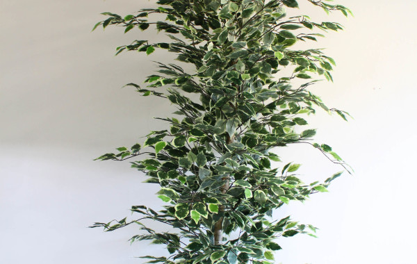 Pianta di ficus variegata grande