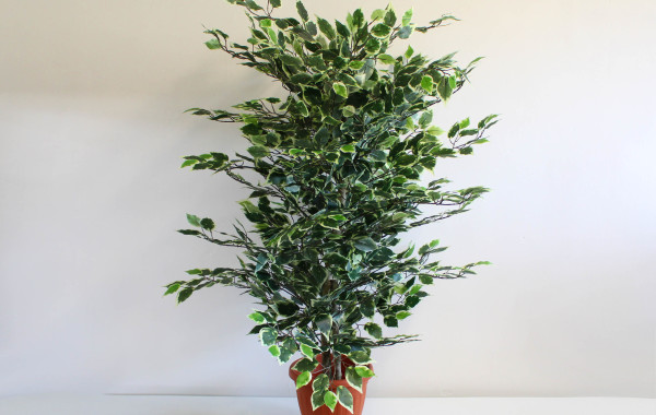 Pianta di ficus variegata piccola