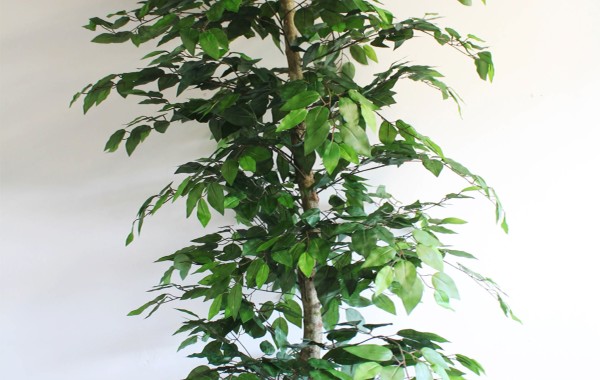 Pianta di ficus verde grande
