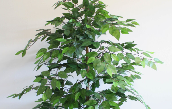 Pianta di ficus verde piccola