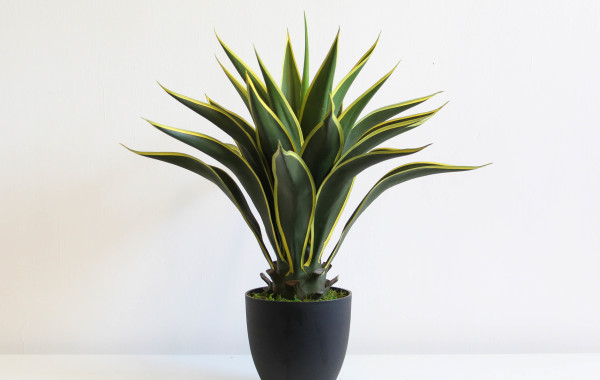 Pianta grassa variegata