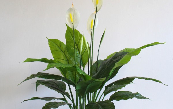 Pianta Spathiphyllum
