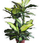 PIANTA DIEFFENBACHIA ART.743D/72 Misure:H 110cm