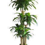 PIANTA DRACAENA ART 754/168/9 Misure: H 160cm