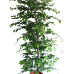 FICUS GRANDE ART FVEG