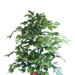 FICUS VERDE PICCOLO ART.FVEP