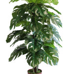 PIANTA MONSTERA 759/36B Misure: H 140cm