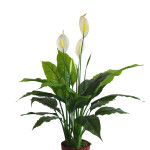 Pianta Spathiphyllum ART. 793/20/33 H 97cm